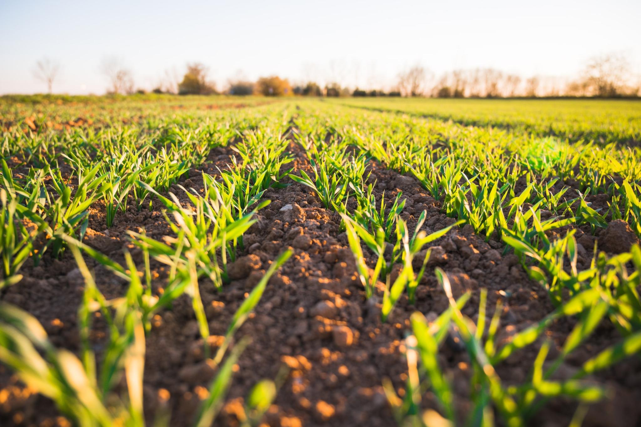 close-up of crops growing