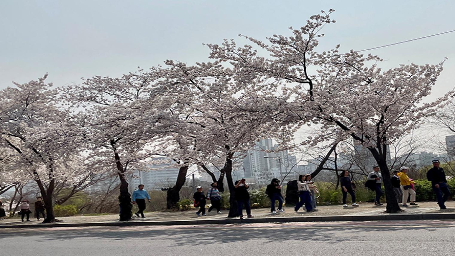 Cherry Blossoms in Korea