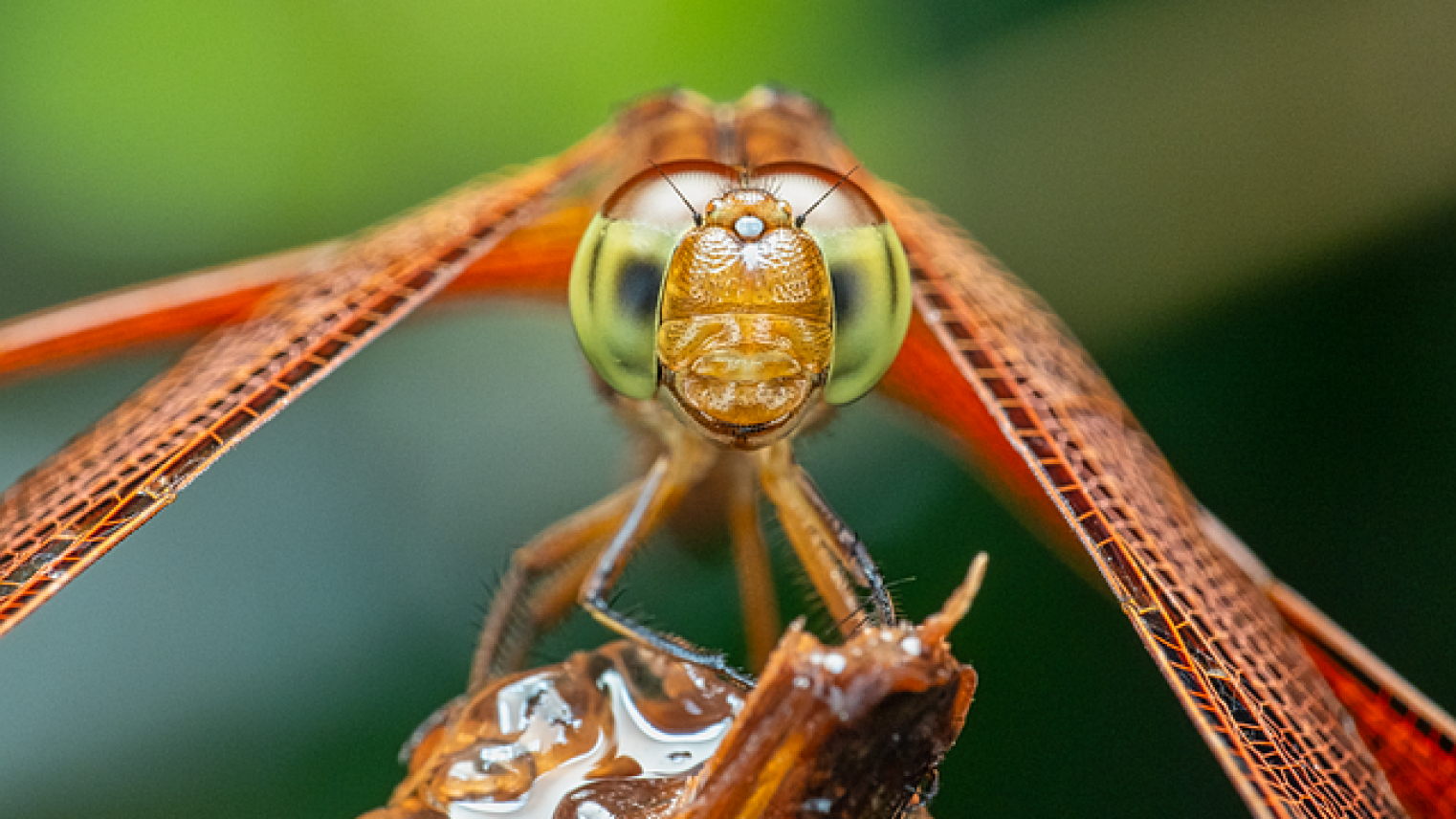 Image of dragonfly by jonleong64 from https://pixabay.com/photos/dragonfly-wings-eyes-closeup-twig-8272351/, free to use under https://pixabay.com/service/license-summary/ 