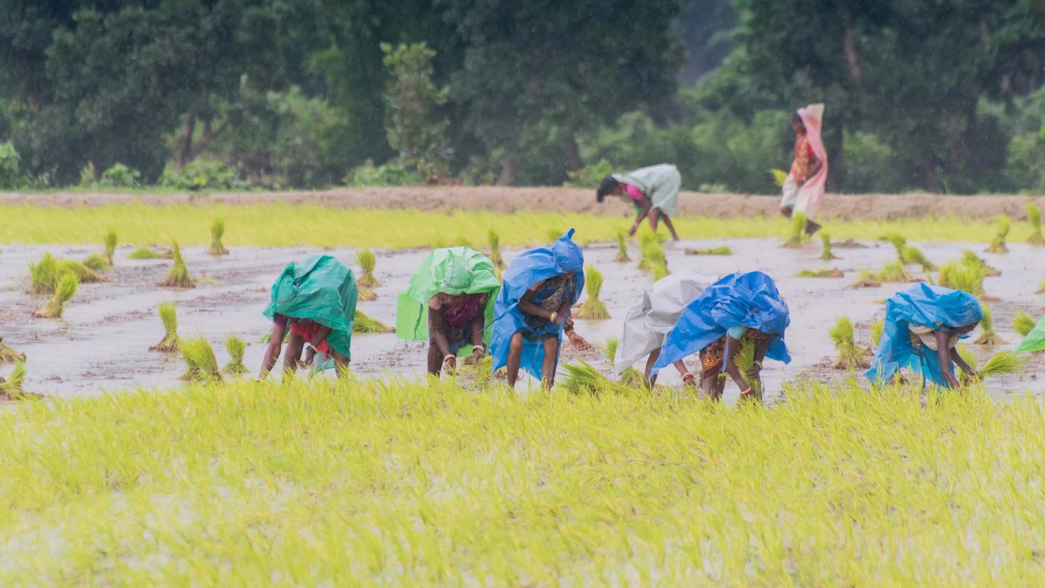 Woman at farming paddy in India by Mitrarudra